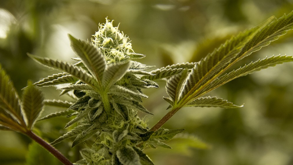 Cannabis company recalls marijuana for mold and yeast at 54 Denver dispensaries