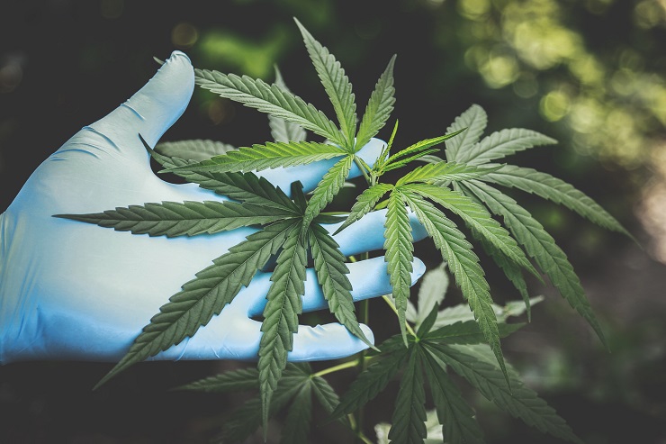 Jamaica Making Progress on Cannabis