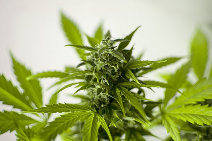 Cannabis watchdog group sues Santa Barbara County
